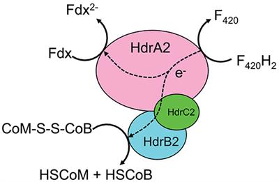 A Prospective Study on the Fermentation Landscape of Gaseous Substrates to Biorenewables Using Methanosarcina acetivorans Metabolic Model